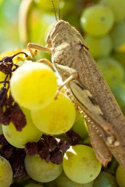 Grasshopper on grape