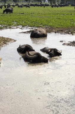 Buffaloes in a muddy water