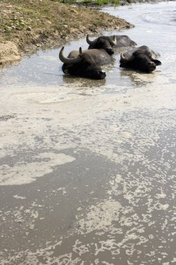 Buffaloes in a muddy water