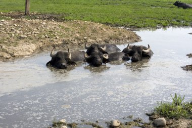 Buffaloes in a muddy water