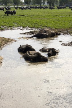 Buffaloes in a muddy water