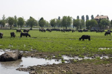 Buffaloes in a muddy water