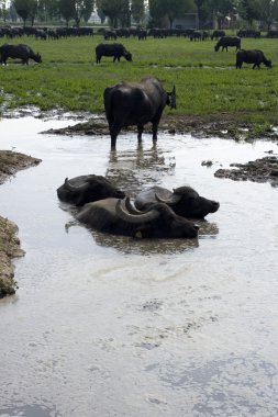 Buffaloes in a muddy water