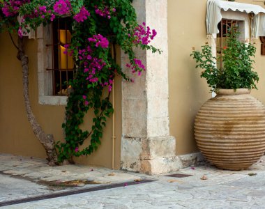 Bougainvillea and clay amphora