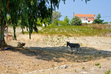 Kefalonia - Greece