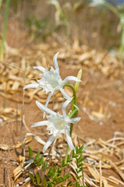 Pancratium sea or sea lily