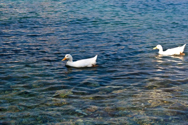 Pekin ducks in the sea — Stock Photo, Image