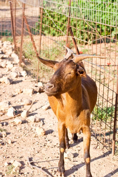 Goat in the farm — Stock Photo, Image