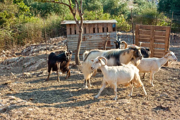 Goats in the farm — Stock Photo, Image