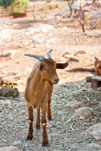 Goat in the farm — Stock Photo, Image