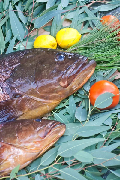 stock image Groupers