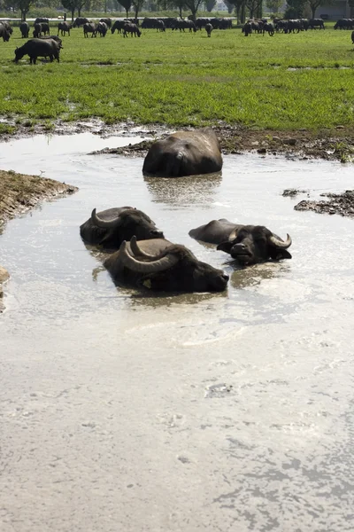 stock image Buffaloes in a muddy water