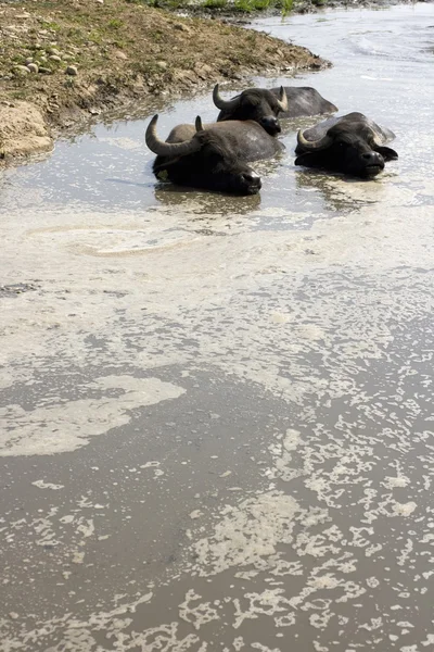 Buffaloes in a muddy water — Stock Photo, Image