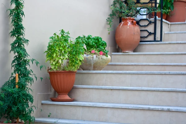 楼梯上的花盆 — 图库照片