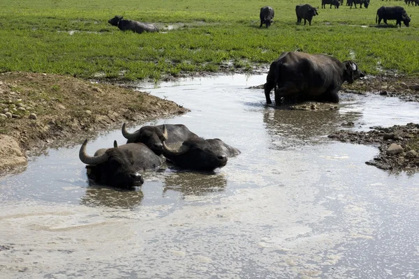 Buffaloes in a muddy water