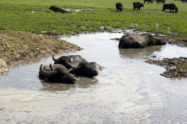 Buffaloes in a muddy water