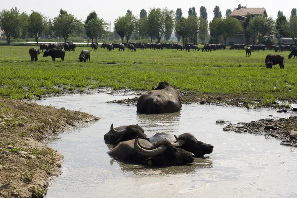 stock image Buffaloes in a muddy water