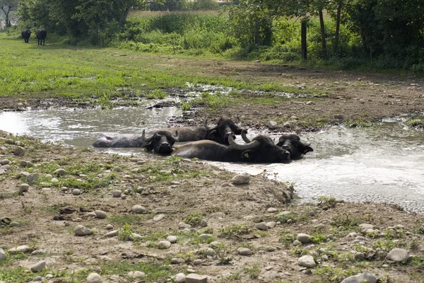 Búfalos en aguas fangosas — Foto de Stock