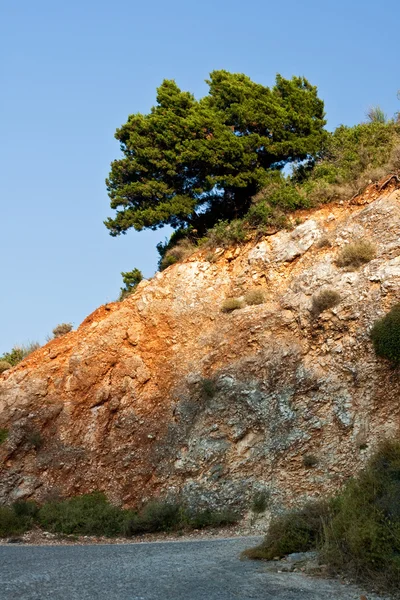 Ağaç tepe üzerinde — Stok fotoğraf