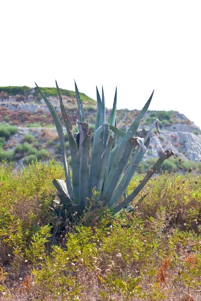 stock image Plant