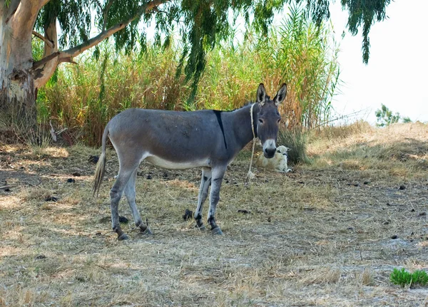 stock image Donkey