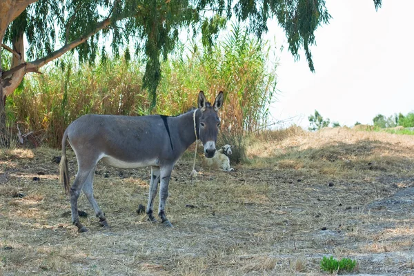 stock image Donkey