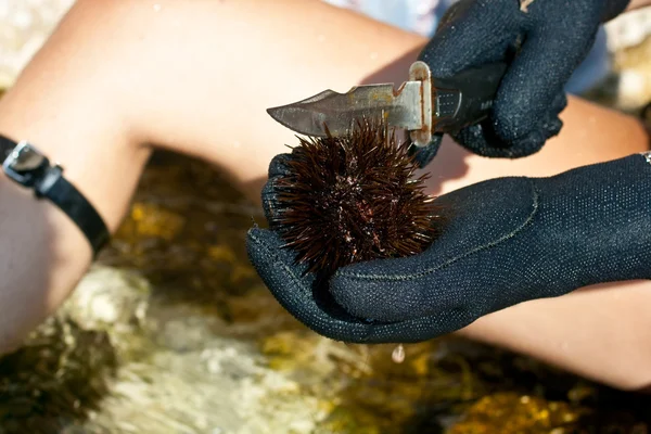 Sea urchin — Stockfoto