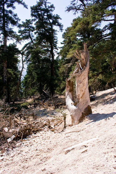 Tree broken — Stockfoto