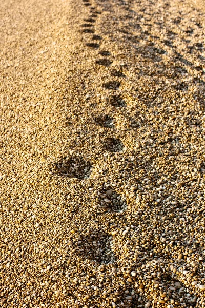 Stopy na pláži — Stock fotografie