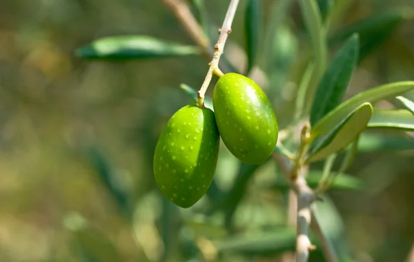 Grüne Oliven auf dem Baum — Stockfoto