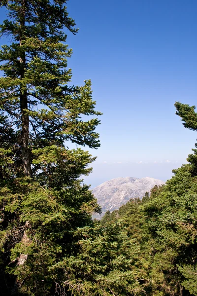 이 노스 산에 있는 나무 — 스톡 사진