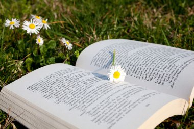 Daisy on book