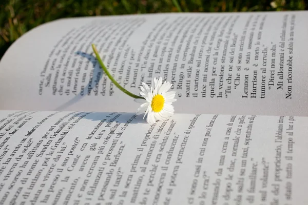 Daisy on book — Stock Photo, Image