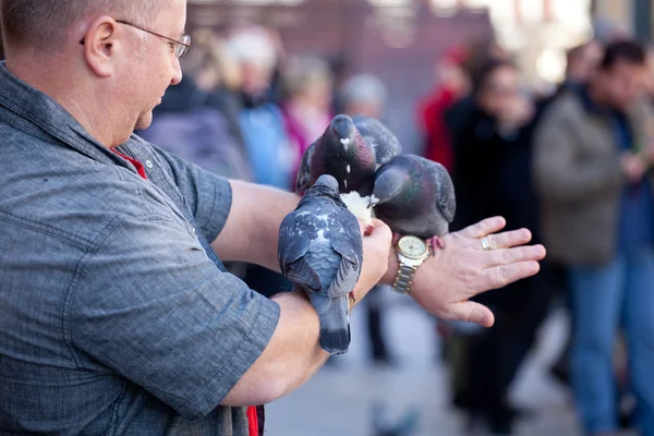 Pigeon and man — Stock Photo, Image