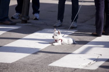 beyaz köpek