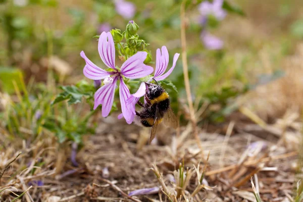 蜂、アオイ科の植物に関する — ストック写真
