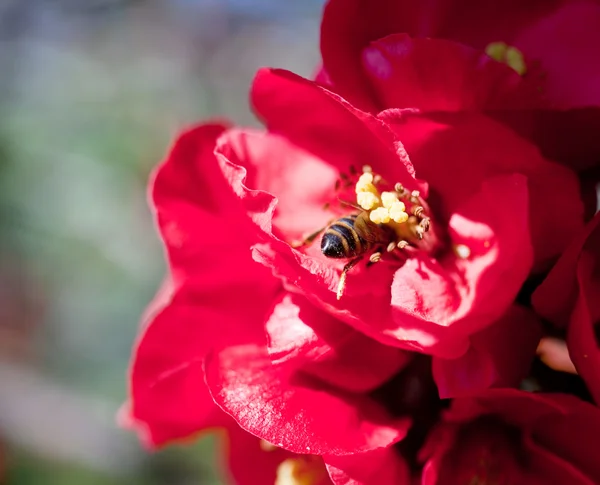 Abelha em uma flor vermelha — Fotografia de Stock