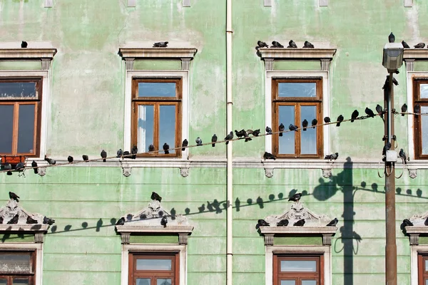 stock image Pigeons on wires