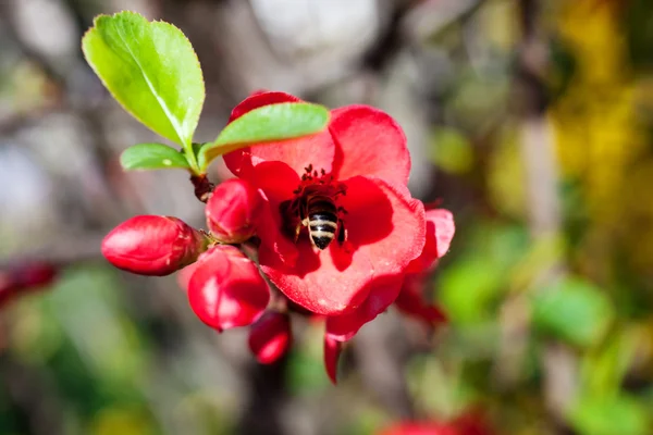 Пчела на красном цветке — стоковое фото