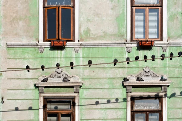 Pigeons on wires — Stock Photo, Image