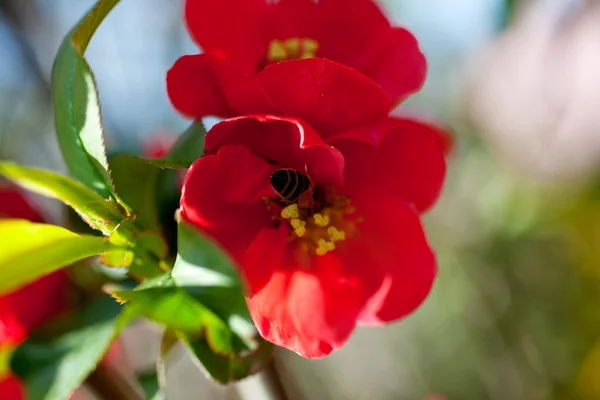 Včela na červeném květu — Stock fotografie