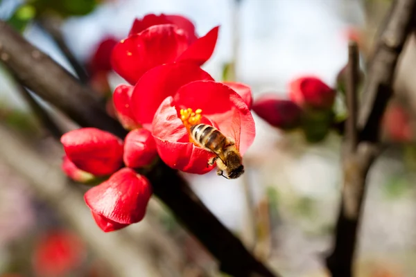 Пчела на красном цветке — стоковое фото