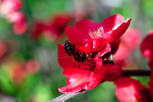 Méhecske a vörös virágon — Stock Fotó