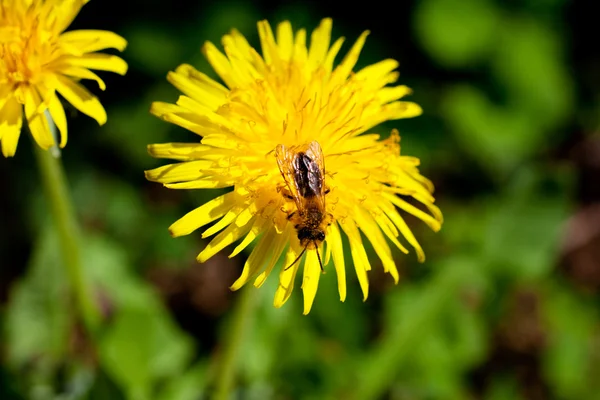 Pszczoła na mniszku lekarskim — Zdjęcie stockowe