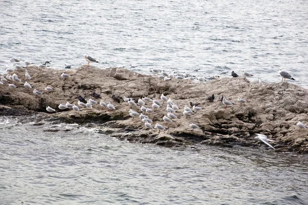 Seagulls on rock — Stock Photo, Image