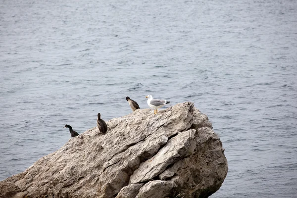 Seagulls on rock — Stock Photo, Image