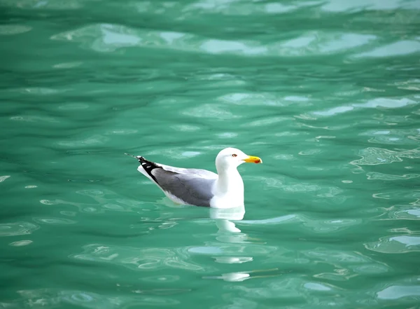 Seagull on the sea — Stock Photo, Image