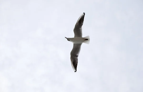 Seagull in the sky — Stock Photo, Image