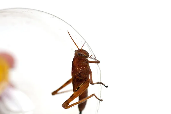 Grasshopper em fundo branco — Fotografia de Stock