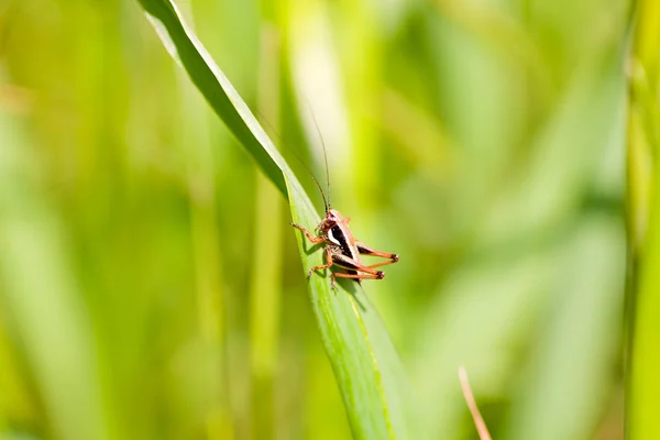 Gräshoppa på blad — Stockfoto